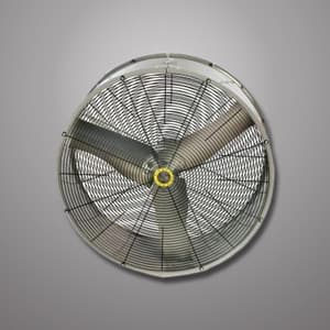 Fans