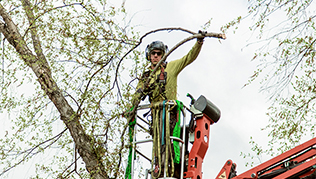 Tree Care